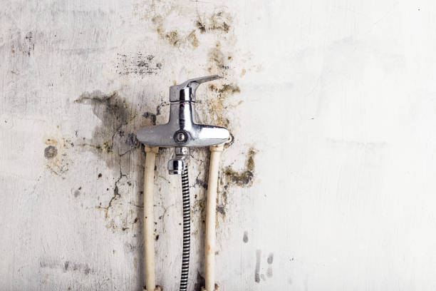 Best Fast Mold Removal  in Taylor, AZ
