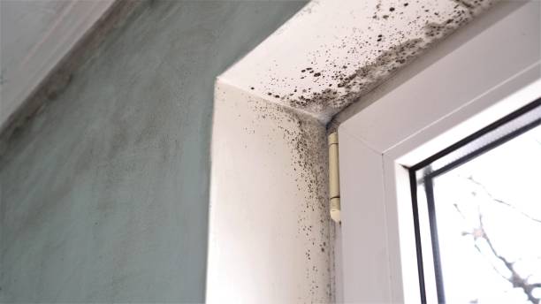 Best Commercial Mold Removal  in Taylor, AZ