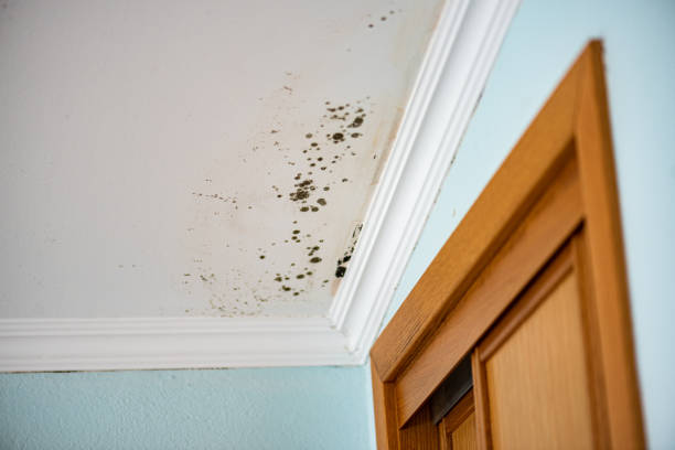 Mold Testing and Removal in Taylor, AZ