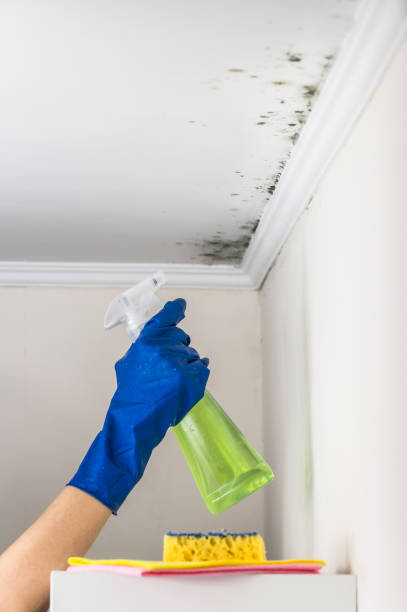 Best Home Mold Removal  in Taylor, AZ